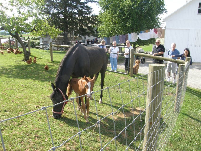 Lancaster: Amish Experience Visit-in-Person Tour of 3 Farms