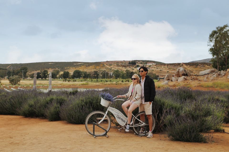 Lavender Field Guided Tour