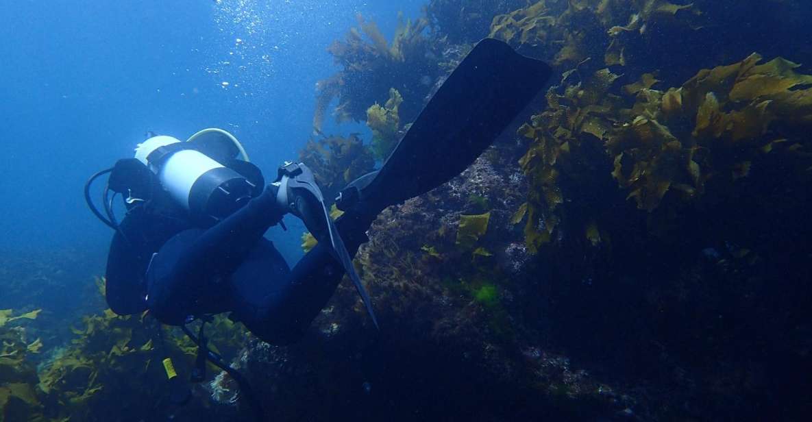 Leigh: Goat Island Guided Diving Tour for Certified Diver