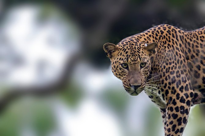 Leopard Safari Tour in Yala National Park