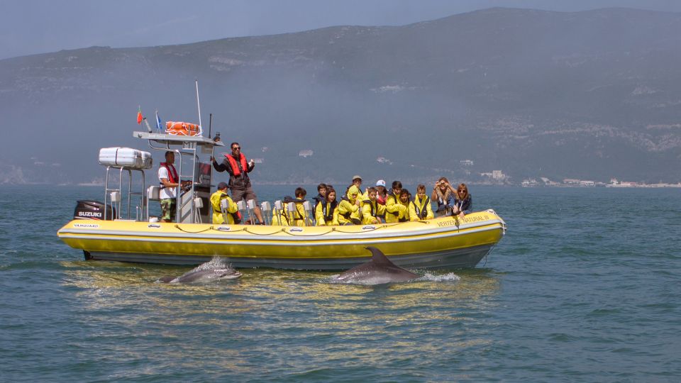 Lisbon: Arrábida Natural Park Dolphin Watching Boat Tour