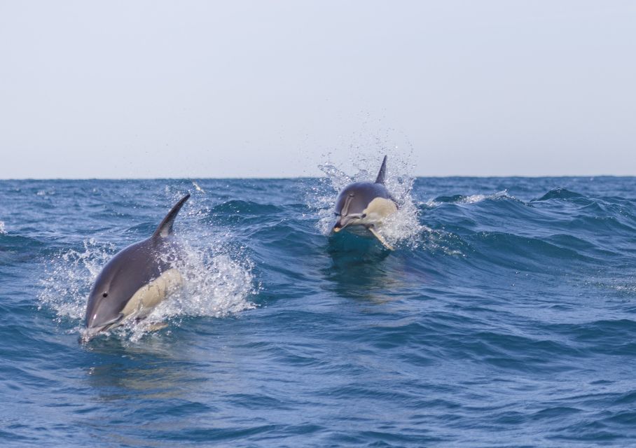 Lisbon: Dolphin Watching With Marine Biologist - Speedboat Trip From Lisbon