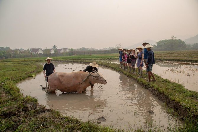 Living Land Rice Farming Experience