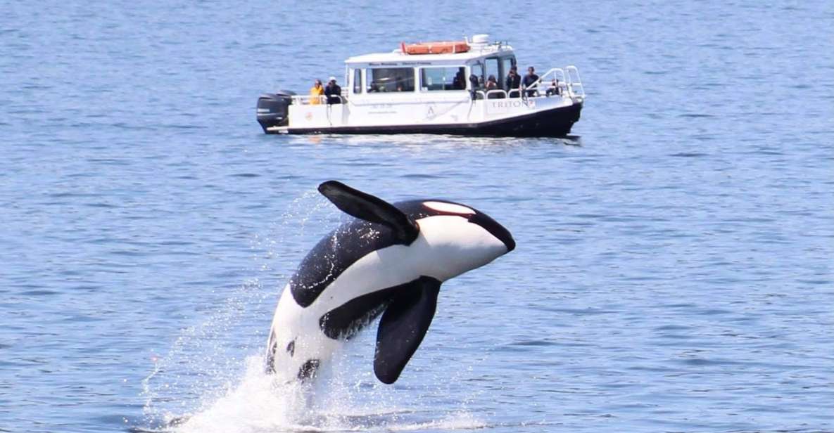 Lopez Island: Whale & Orca Boat Tour