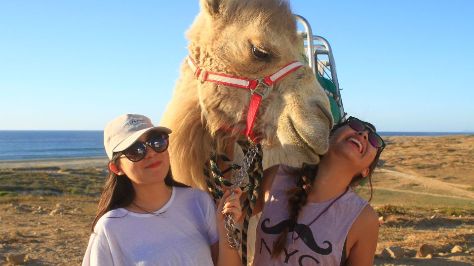 Los Cabos: Desert & Sea Camel Safari Tour With Lunch