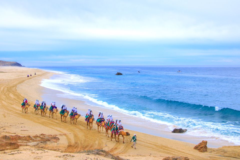 Los Cabos: Sunset Fiesta Dinner Cruise With Camel Ride Tour