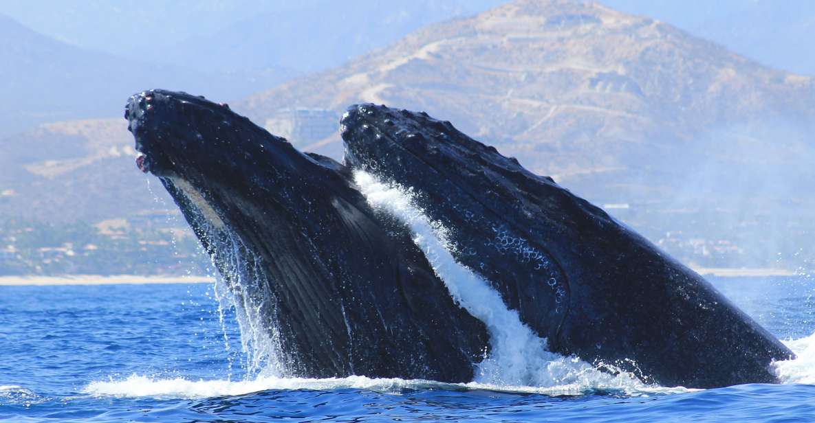 Los Cabos: Whale Watching (Transport and Pictures Included)