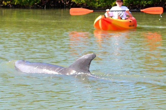 Lovers Key Guided Eco Tour-Mangrove Estuary