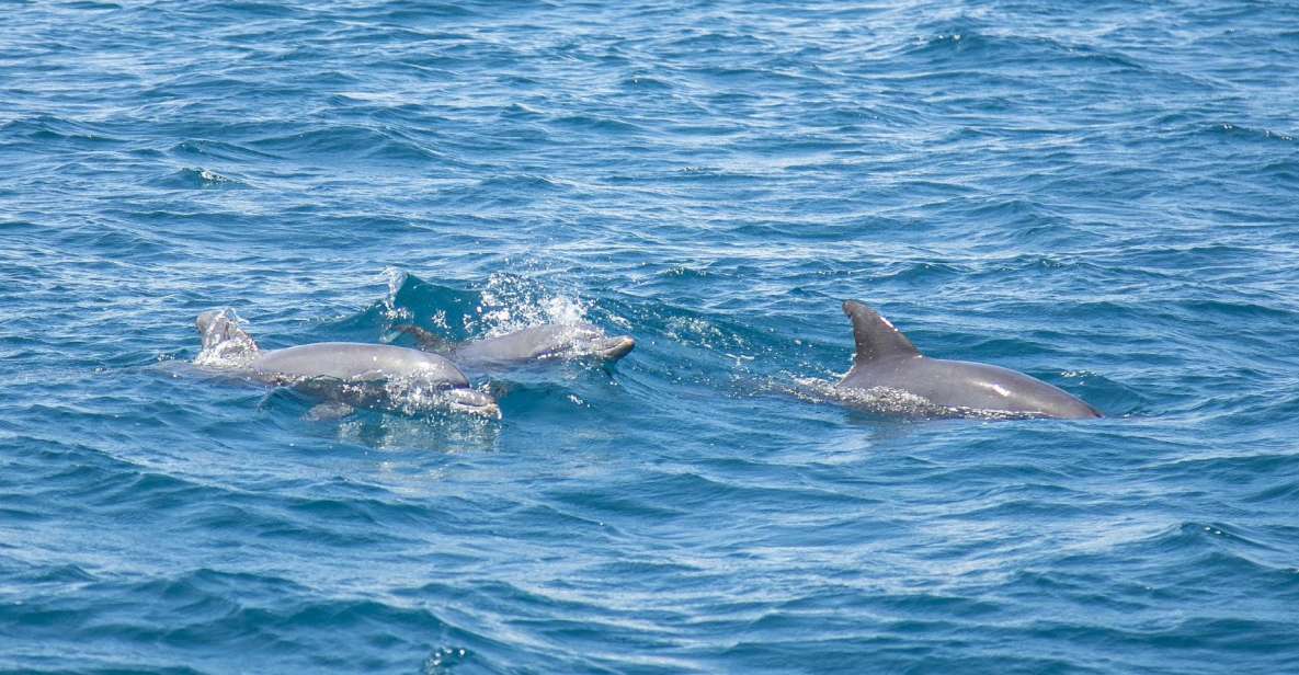 Lovina Dolphins: 2-Day Tour of Northern Bali With Spa