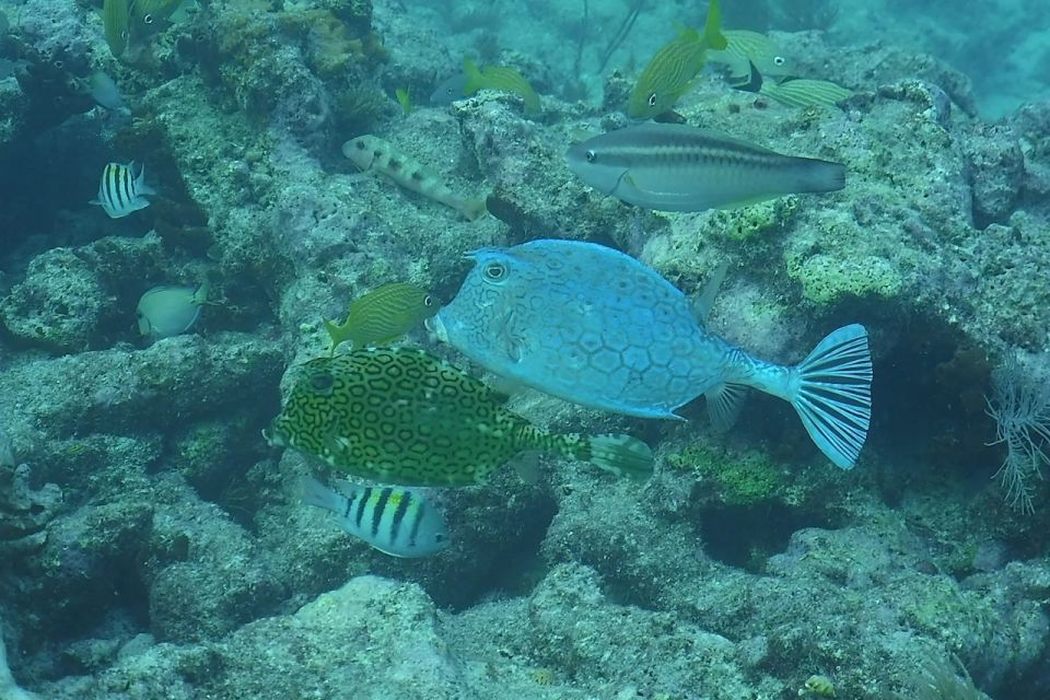 Lower Grand Lagoon: Panama City Beach Guided Snorkeling Tour