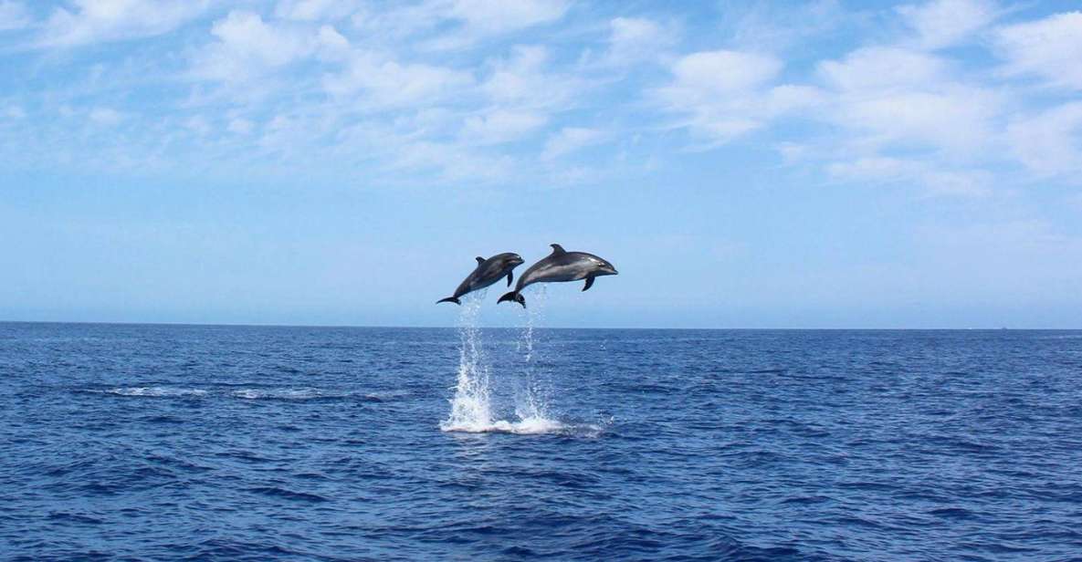 Madeira: 2.5-Hour Whale and Dolphin-Watching Cruise