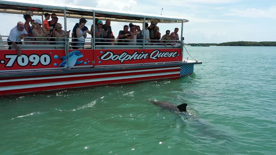 Madeira Beach: Guided Dolphin Watching Eco-Friendly Cruise