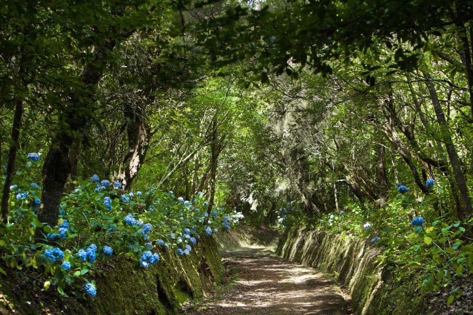 Madeira: Full-Day Laurel Forest Guided Walking Tour - Tour Details