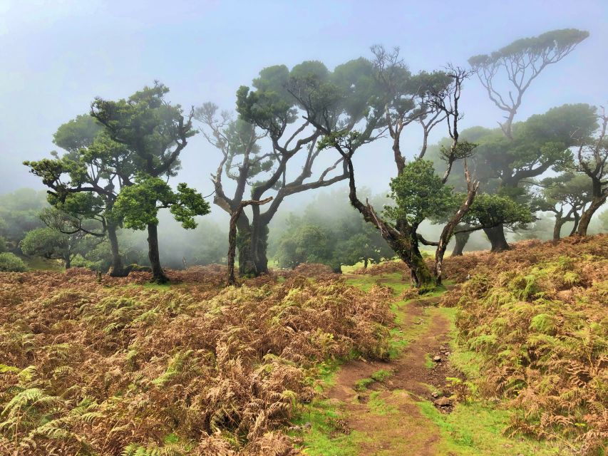 Madeira: Private Guided Vereda Do Fanal Walk PR13