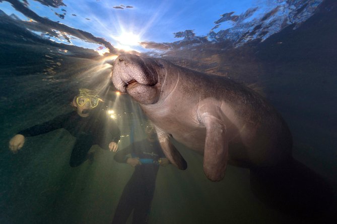 Manatee Swim Tour With in Water Photographer - In-Water Photography Experience