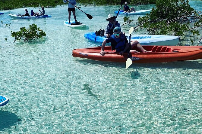 Mangroves Kayak Tour - Overview of the Tour