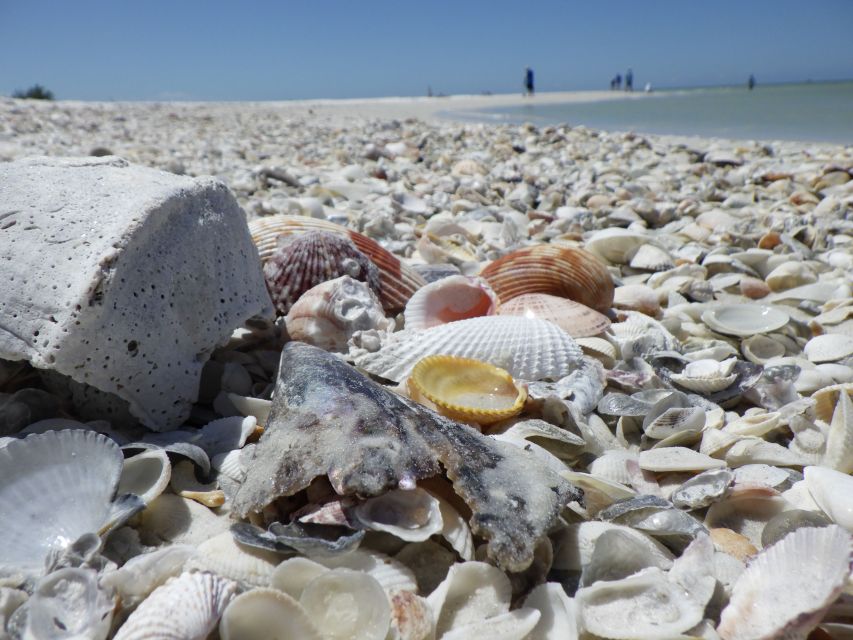 Marco Island: 1Ten Thousand Islands Dolphin & Shelling Tour