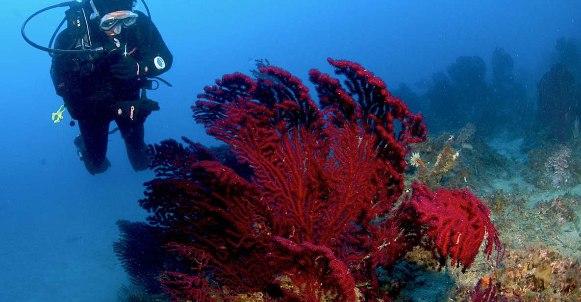 MARINA DI CAMPO: DIVING ON THE ISLAND OF ELBA AND PIANOSA