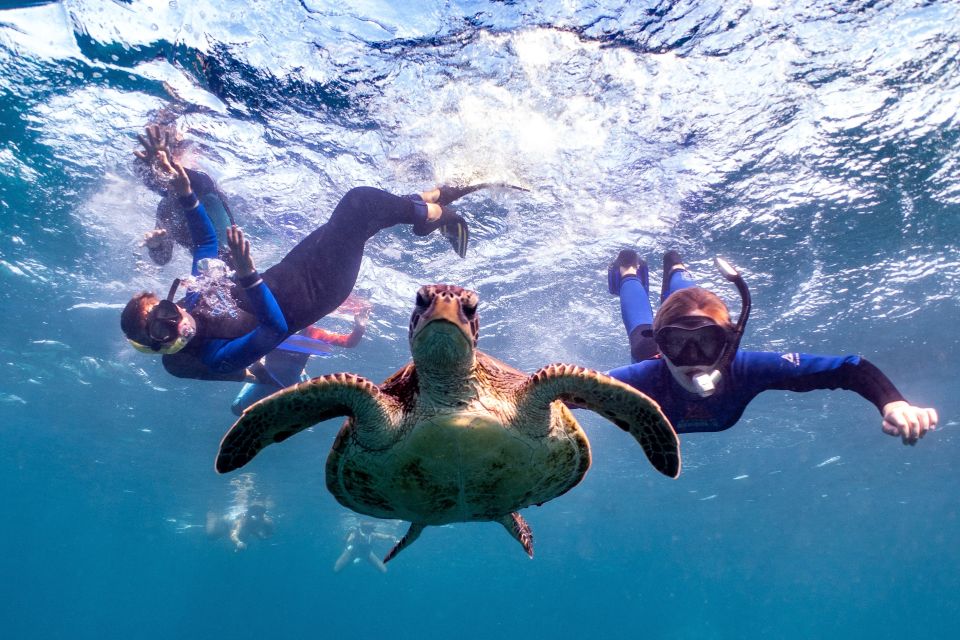 Marine Eco Safari – Swim With Manta Rays