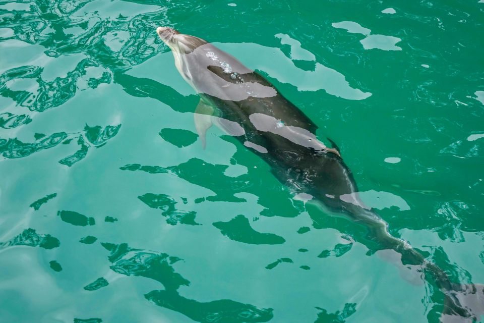 Marlborough Sounds and Ship Cove Cruise From Picton