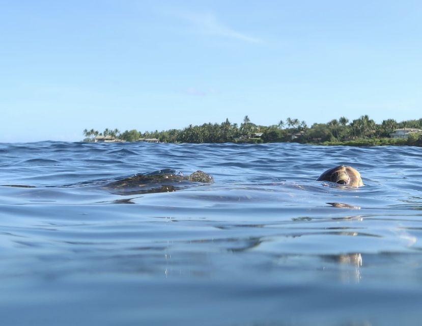 Maui: Beginner Level Private Stand-Up Paddleboard Lesson - Description of the Lesson