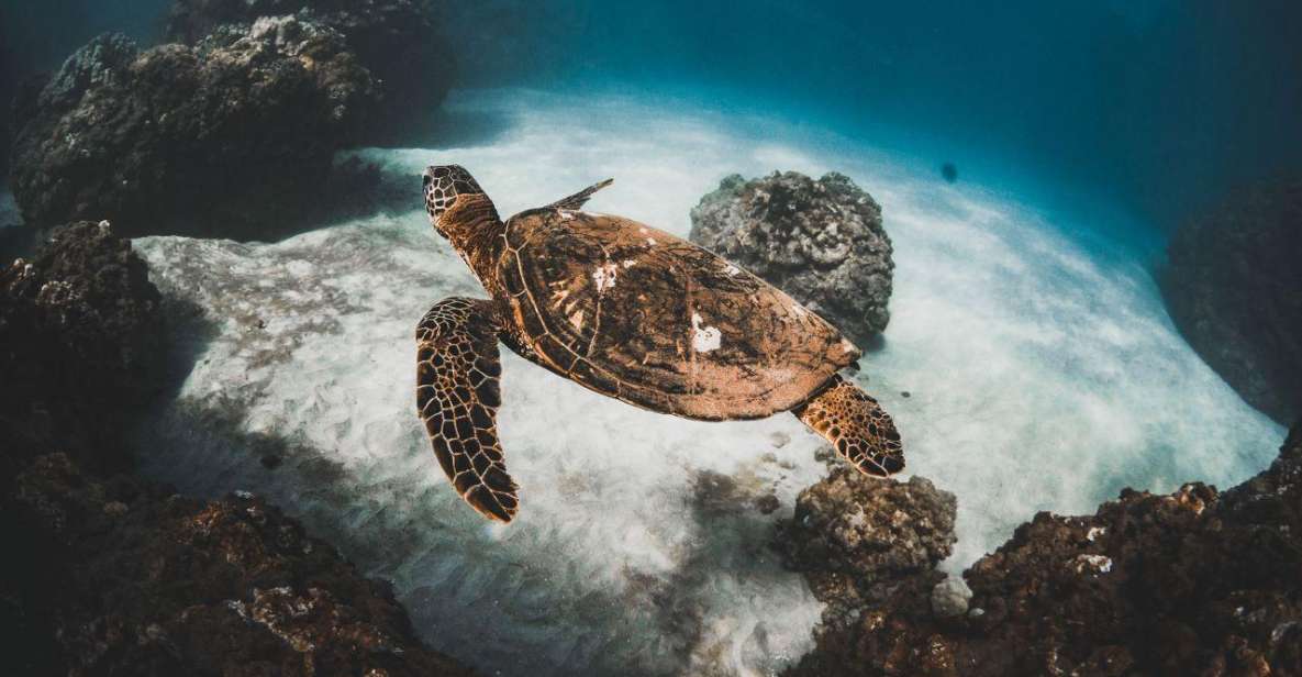 Maui: Chief’s Great Afternoon Turtle Snorkel