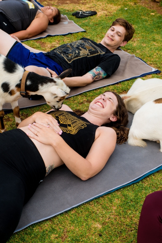 Maui Goat Yoga With Miniature Goats