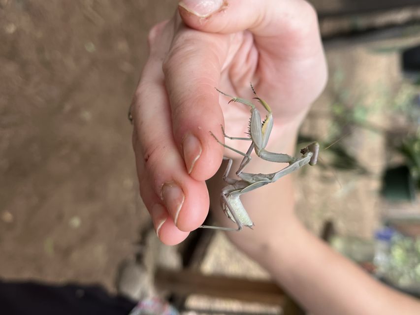 Maui: Interactive Butterfly Farm Entrance Ticket