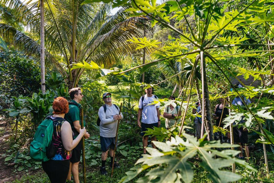 Maui: Rainforest Waterfalls Guided Hike With Picnic Lunch