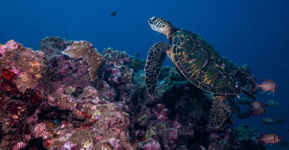 Maui: Small Group Shark & Turtle Scuba Dive From Shore