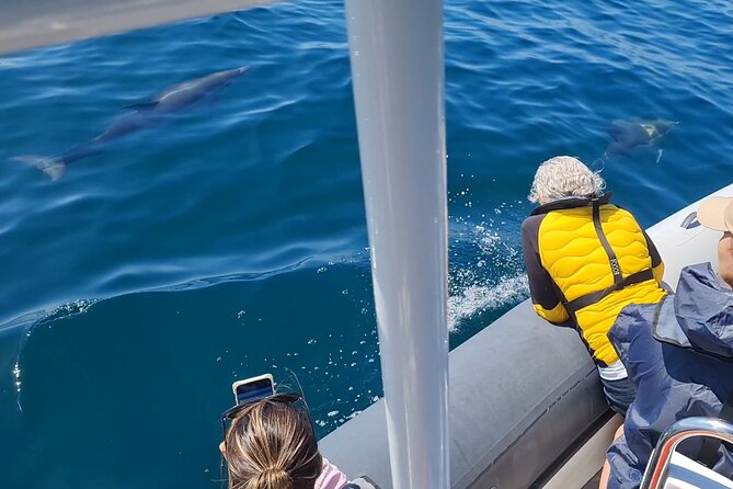 Meet the Lisbon Dolphins – Dolphin Watching in Lisbon