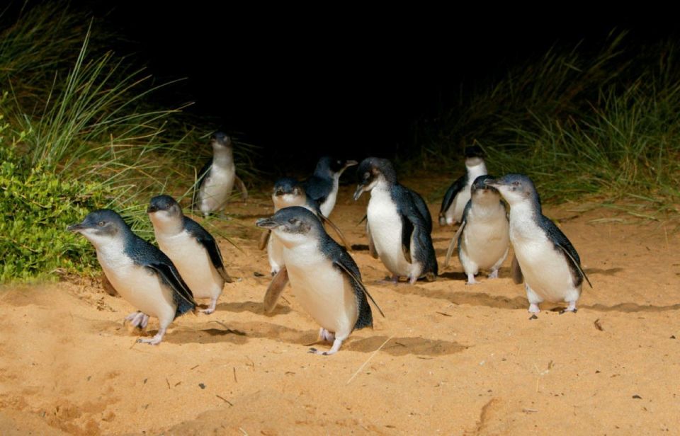 Melbourne: Phillip Island Penguins and Wildlife Sanctuary