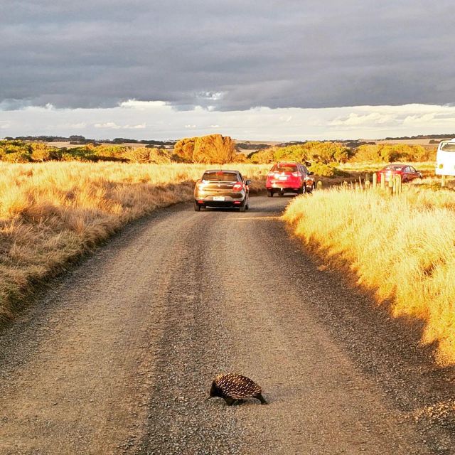 Melbourne: Phillip Island Wine, Wildlife, and Penguins Tour