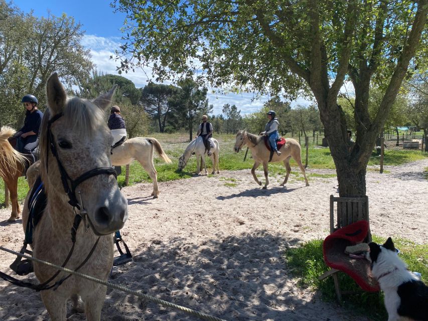 Melides: Horseback Riding on the Beach With Transfer Lisbon