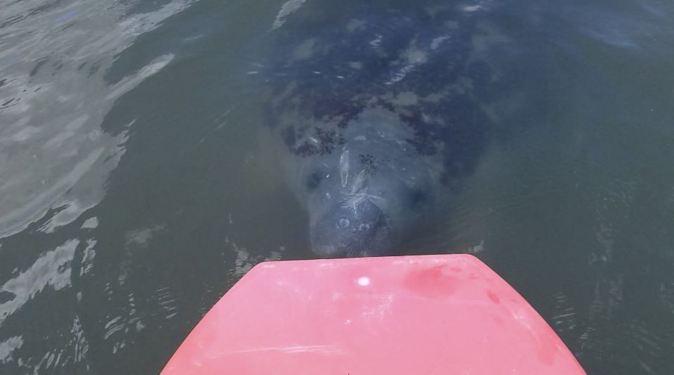 Merritt Island: Manatee Watching Paddle or Kayak Tour