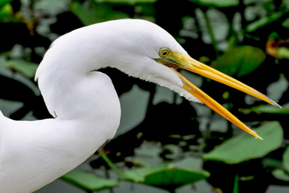 Miami: Everglades Safari Park Airboat Tour