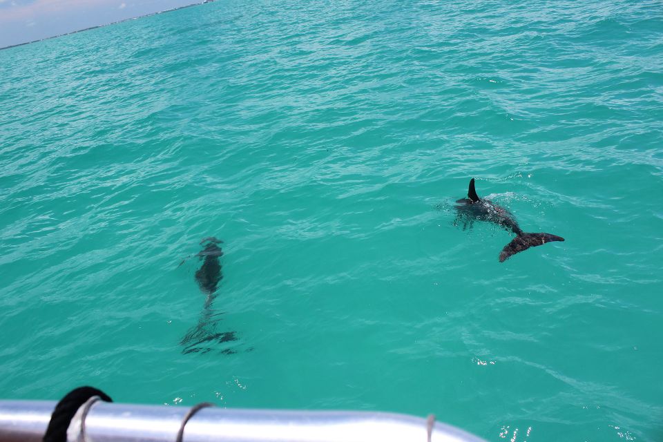 Miami to Key West Shuttle: Dolphin, Snorkeling & More - Tour Details