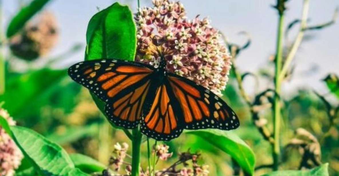 Monarch Butterfly Mexico Reserve Sanctuary & Valle De Bravo