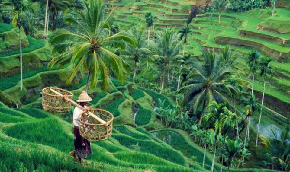 Monkey Forest, Rice Terrace, Water Temple & Waterfall Tour. - Tour Details