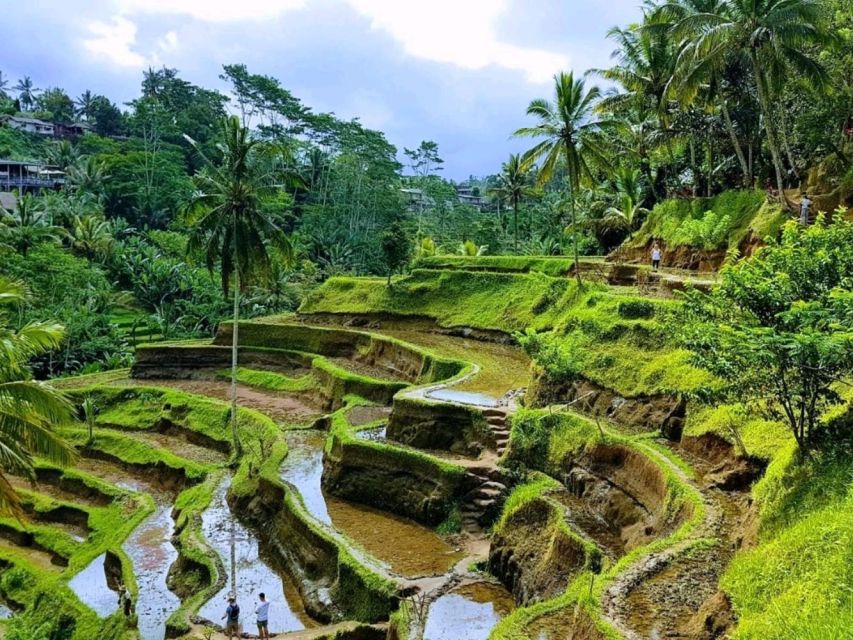 Monkey Forest, Rice Terraces, Water Temple & Waterfalls Tours