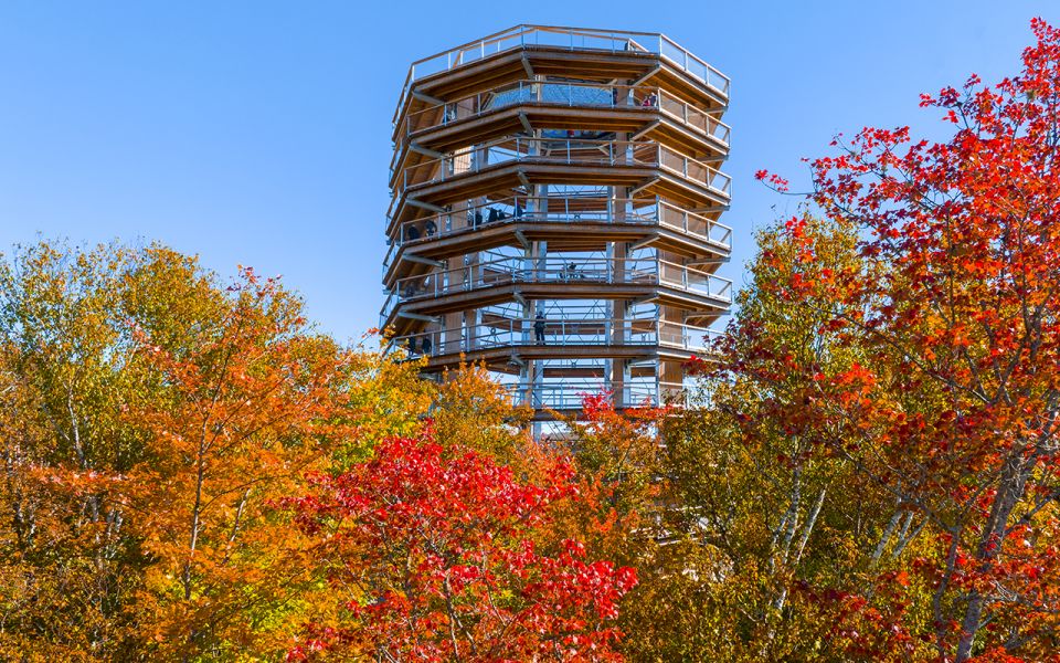 Mont-Tremblant: Laurentians Treetop Observatory and Walk - Overview of the Treetop Walk