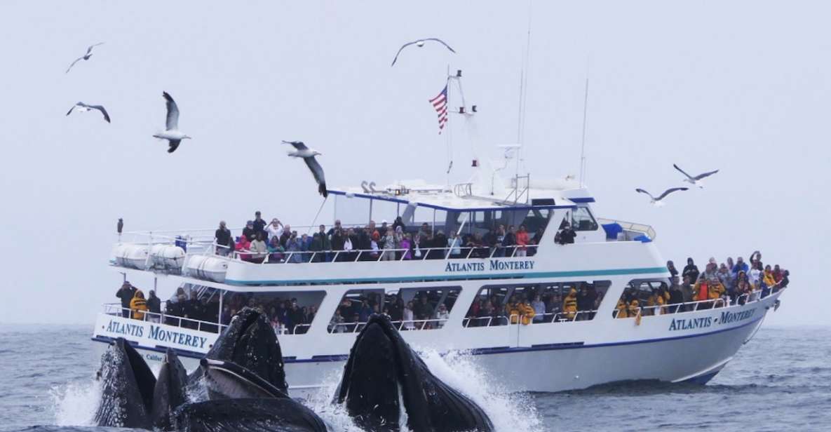 Monterey: Whale Watching Tour With a Marine Guide