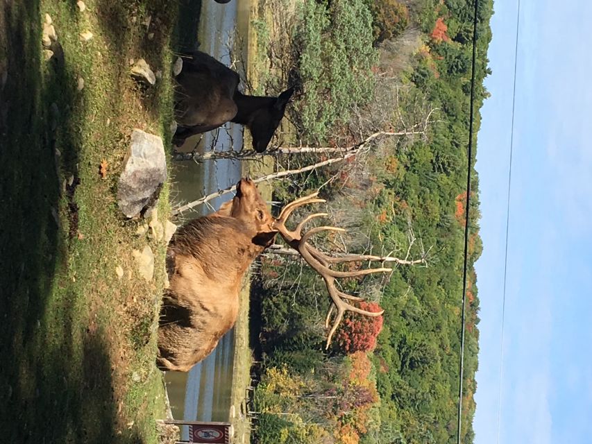 Montreal: Private Day Tour to Parc Omega & Montebello Lodge