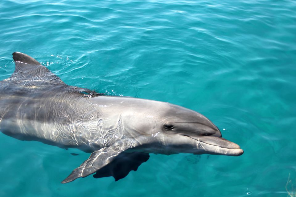 Moreton Island: Dolphin and Tangalooma Wrecks Day Cruise