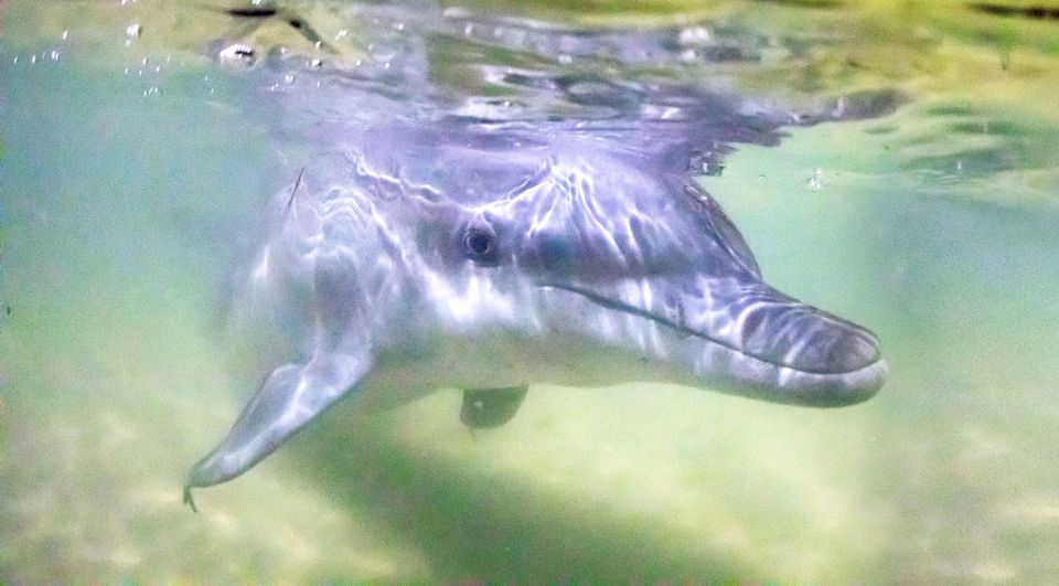 Moreton Island: Tangalooma ATV Quad Bike & Dolphin Feeding