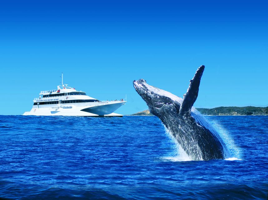 Moreton Island: Tangalooma Day Trip & Whale Watching Cruise