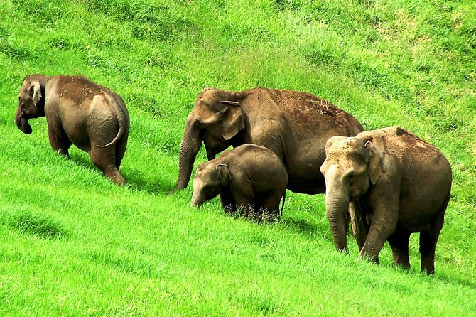 Munnar Site-seeing Tour - Overview of Munnar Tour