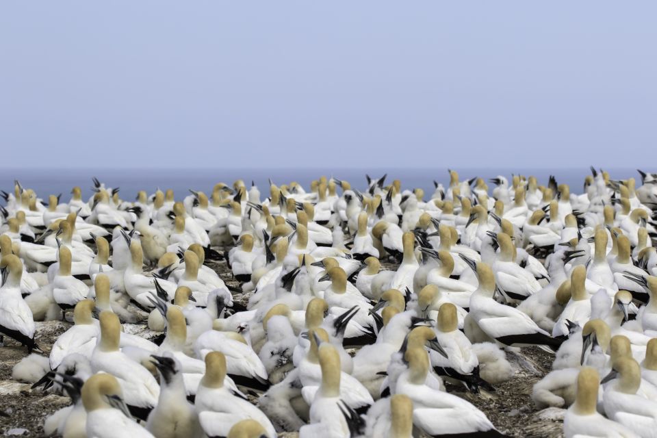 Napier: Cape Kidnappers Gannet, Nature & Sightseeing Tour