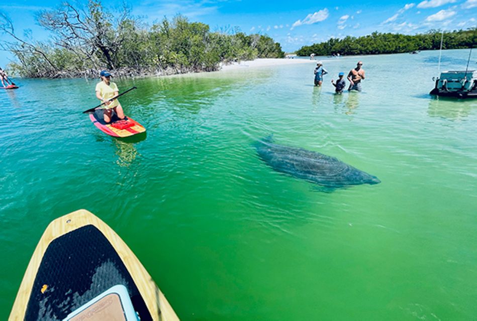 3 Best Kayak And Canoe Tours In Naples Florida