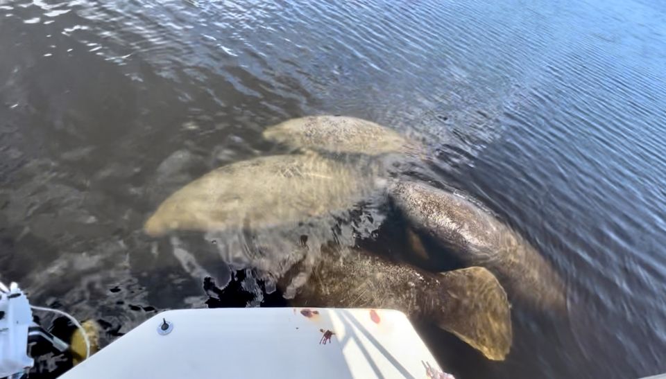 Naples, FL: Manatee, Dolphin, 10,000 Islands Beach Eco Tour